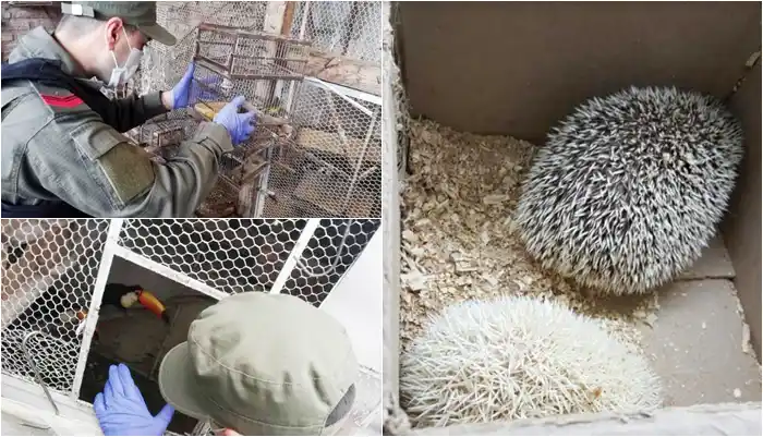 Bahía Blanca: Rescatan ejemplares de búhos, tucanes y erizos, entre otros animales que iban a venderse