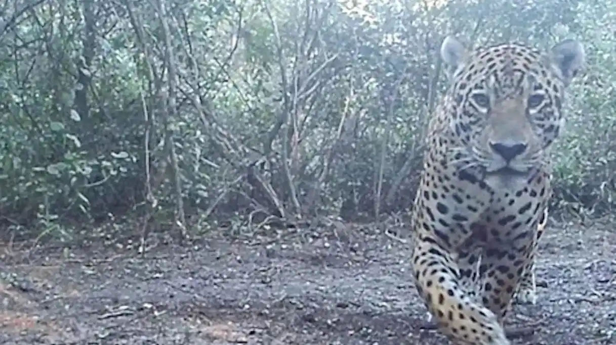 Registraron a un ejemplar de yaguareté en Formosa