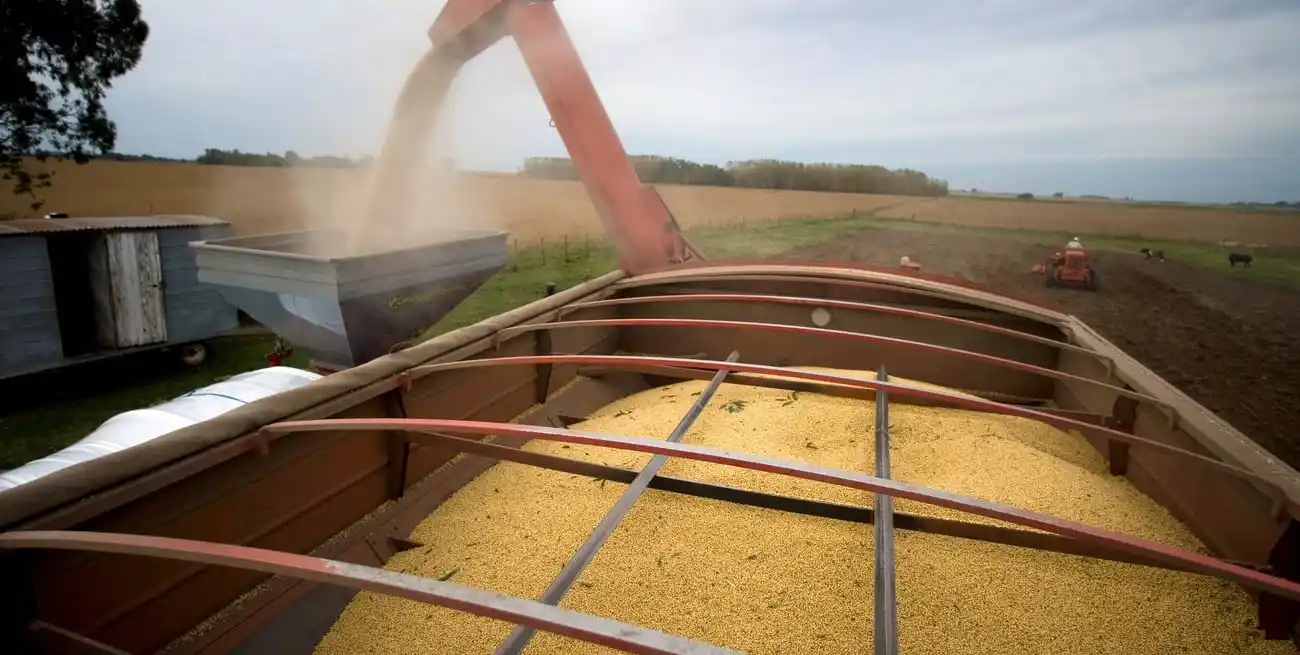 El rendimiento medio nacional se ubica en 34,2 qq/Ha, lo que representa un incremento del 14 % respecto a igual semana del ciclo previo.