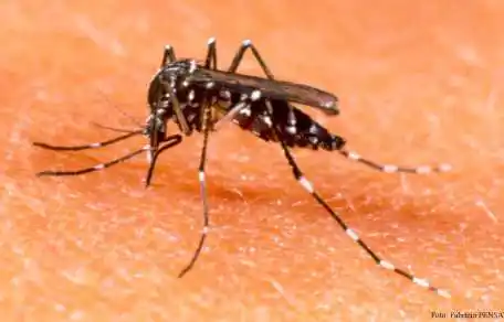 En el país no hay circulación de zika ni chikungunya