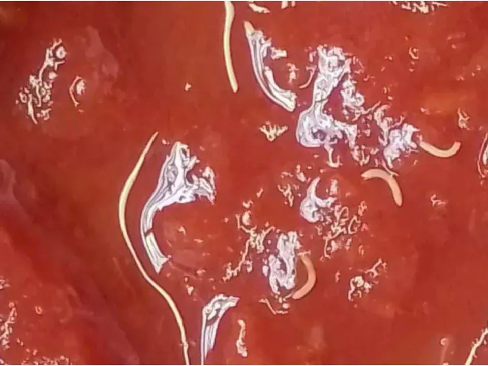 AAA