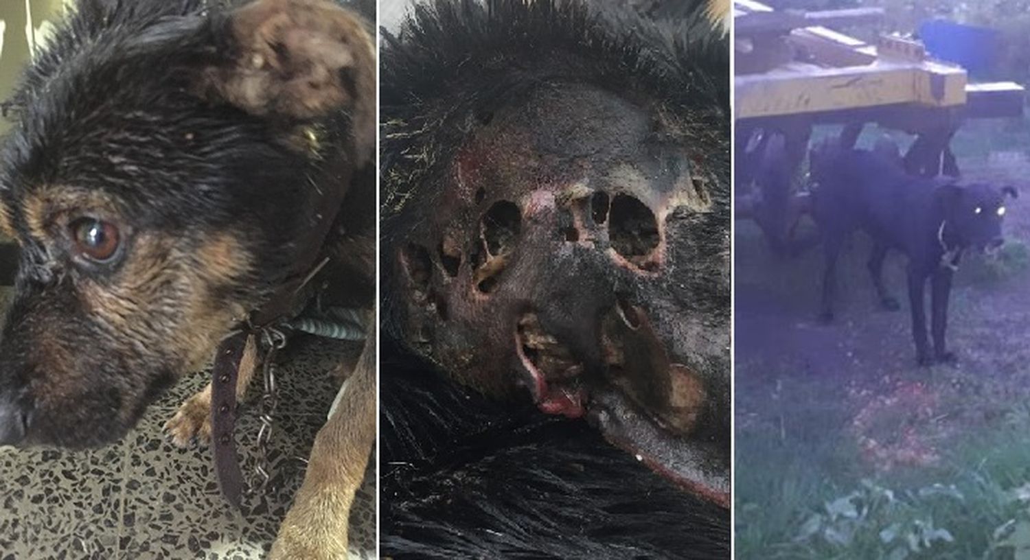 Rescataron a un perro atado y abandonado, pero murió cuando era atendido