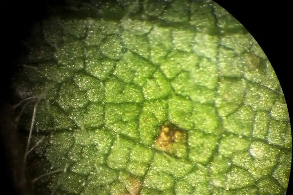 Se detectó presencia de roya de la soja en el sur de Santa Fe