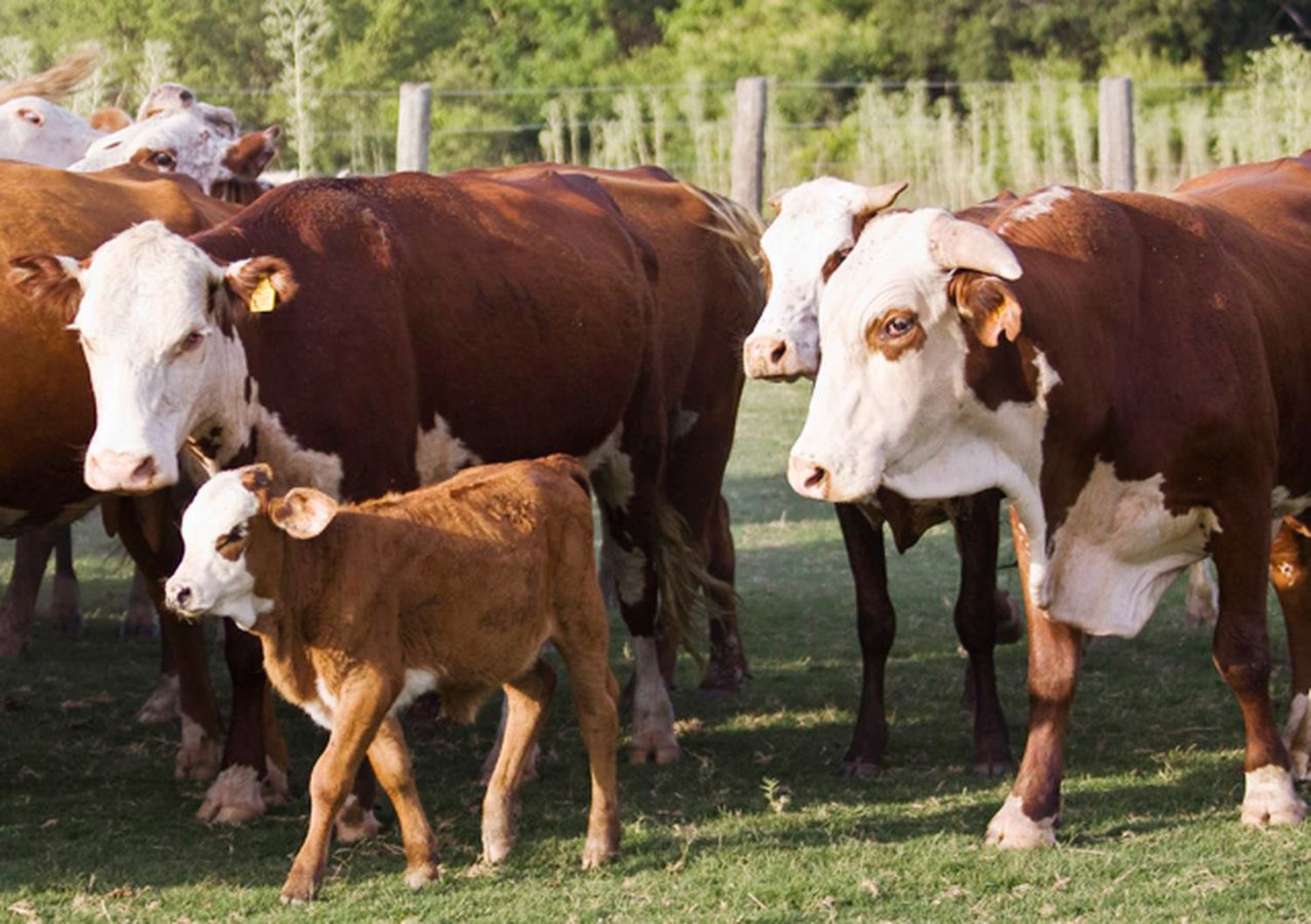 Senasa aprobó el plan de lucha contra la garrapata bovina remitido por Entre Ríos