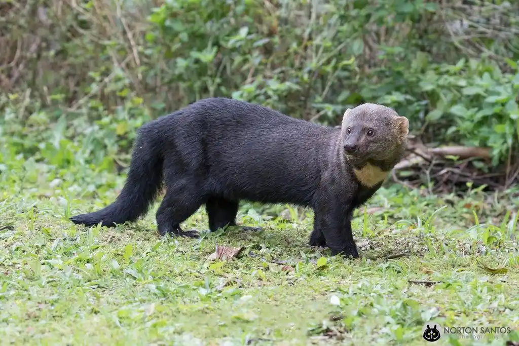 Se registraron dos especies animales nunca antes vistas en la provincia
