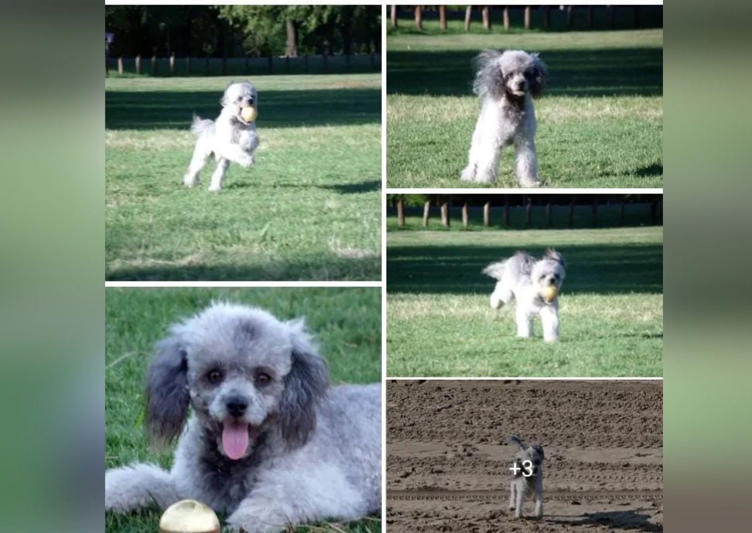 Dueños continúan buscando a Sebastián