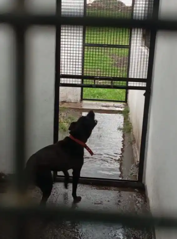La imagen de uno de los caniles del predio, luego de la intensa lluvia.