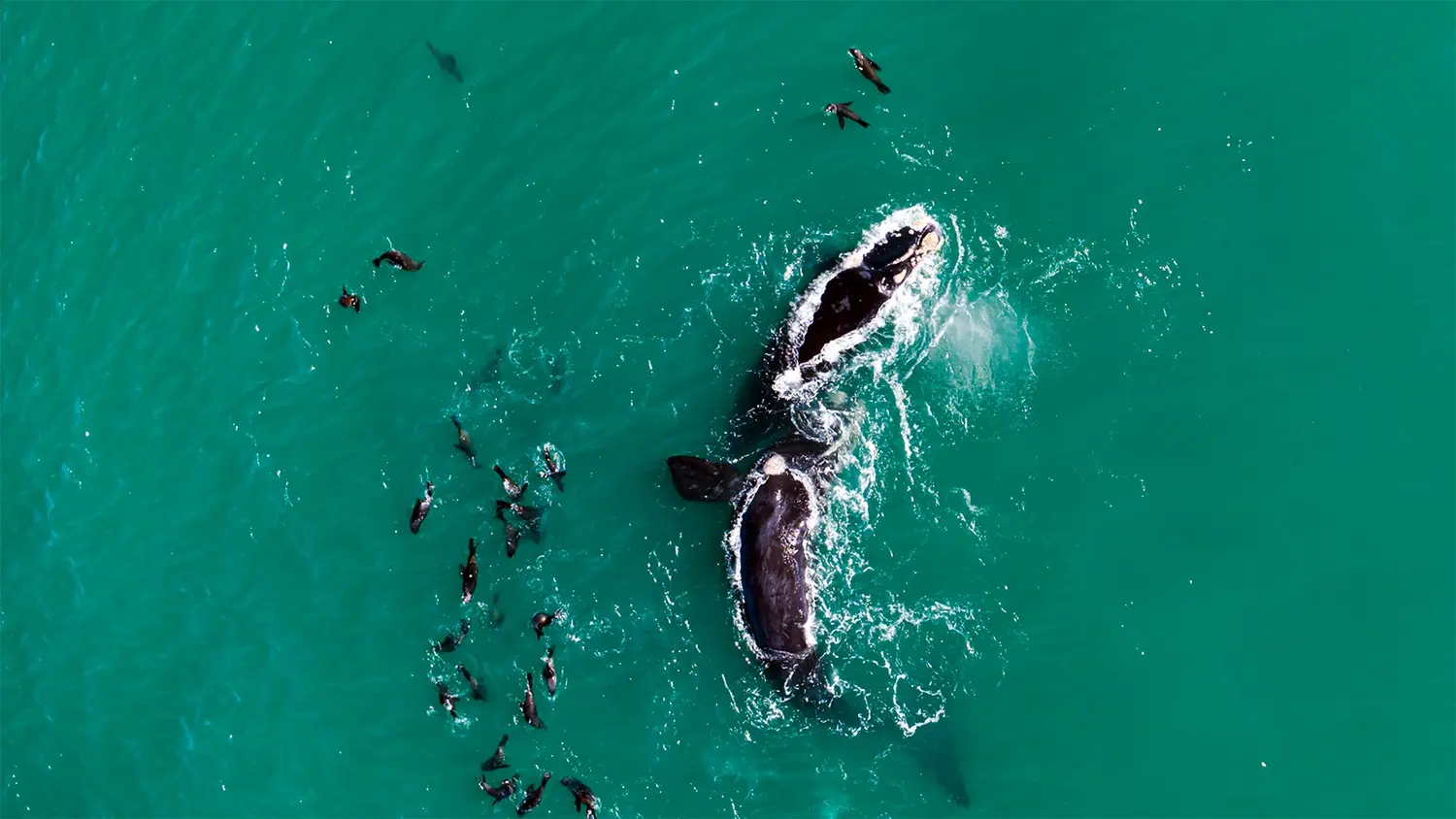Buen vista. El avistaje de ballenas es una de las propuestas  para las vacaciones