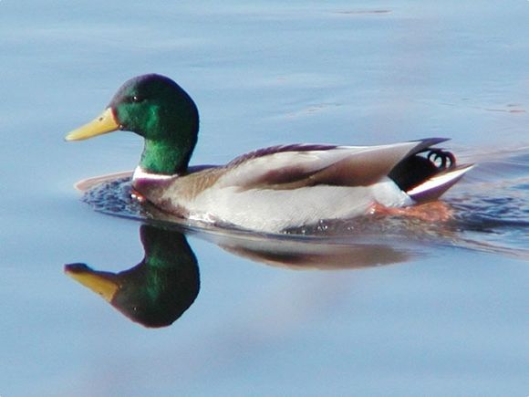 Entre Ríos habilita la temporada de caza menor 2025 con menos especies, mayores restricciones y sustento científico