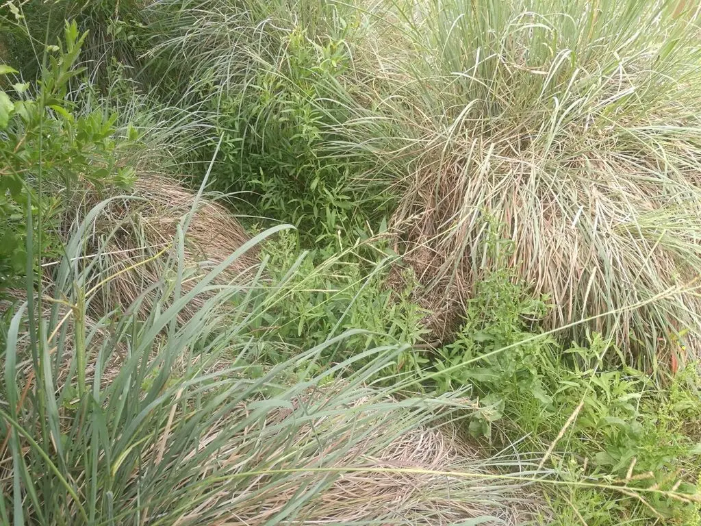 Entre pajonales, víboras y zorrinos