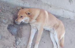 Aparecieron más de diez perros envenenados