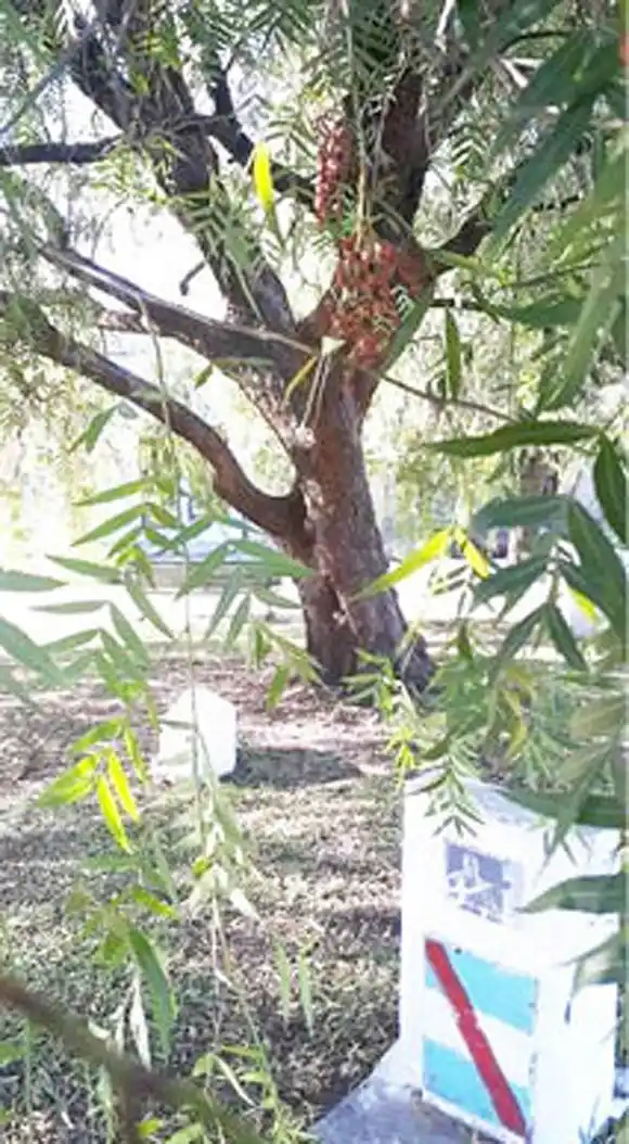 �SGrupo de amigos y amigas de Linares Cardozo⬝,  de Concepción del Uruguay