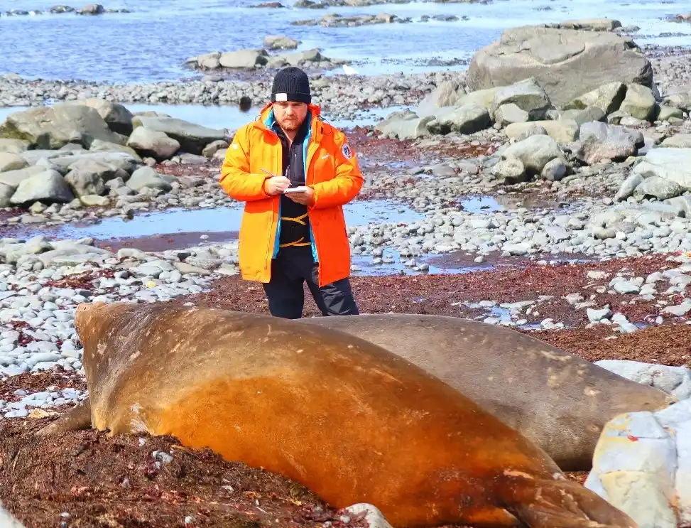 Mirounga Leonina, nombre científico de estos pinnípedos elefantes marinos del sur-