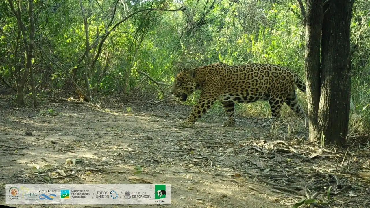 Lanzaron una campaña para elegir el nombre al yaguareté registrado en la Región Chaqueña
