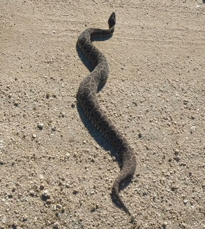 Culebra tomando sol en un ripio