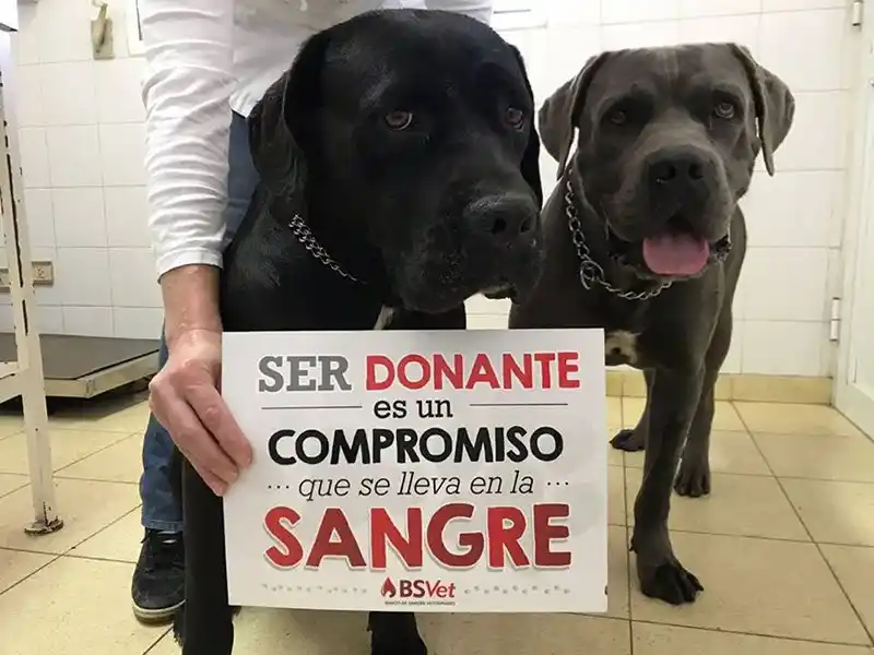 Roldán: inauguraron primer banco de sangre de animales