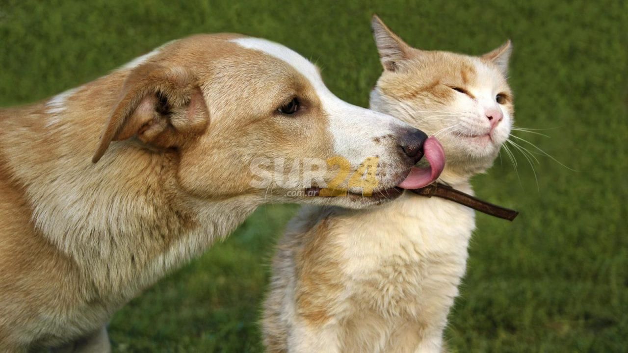 Jornada de adopción de perros y gatos