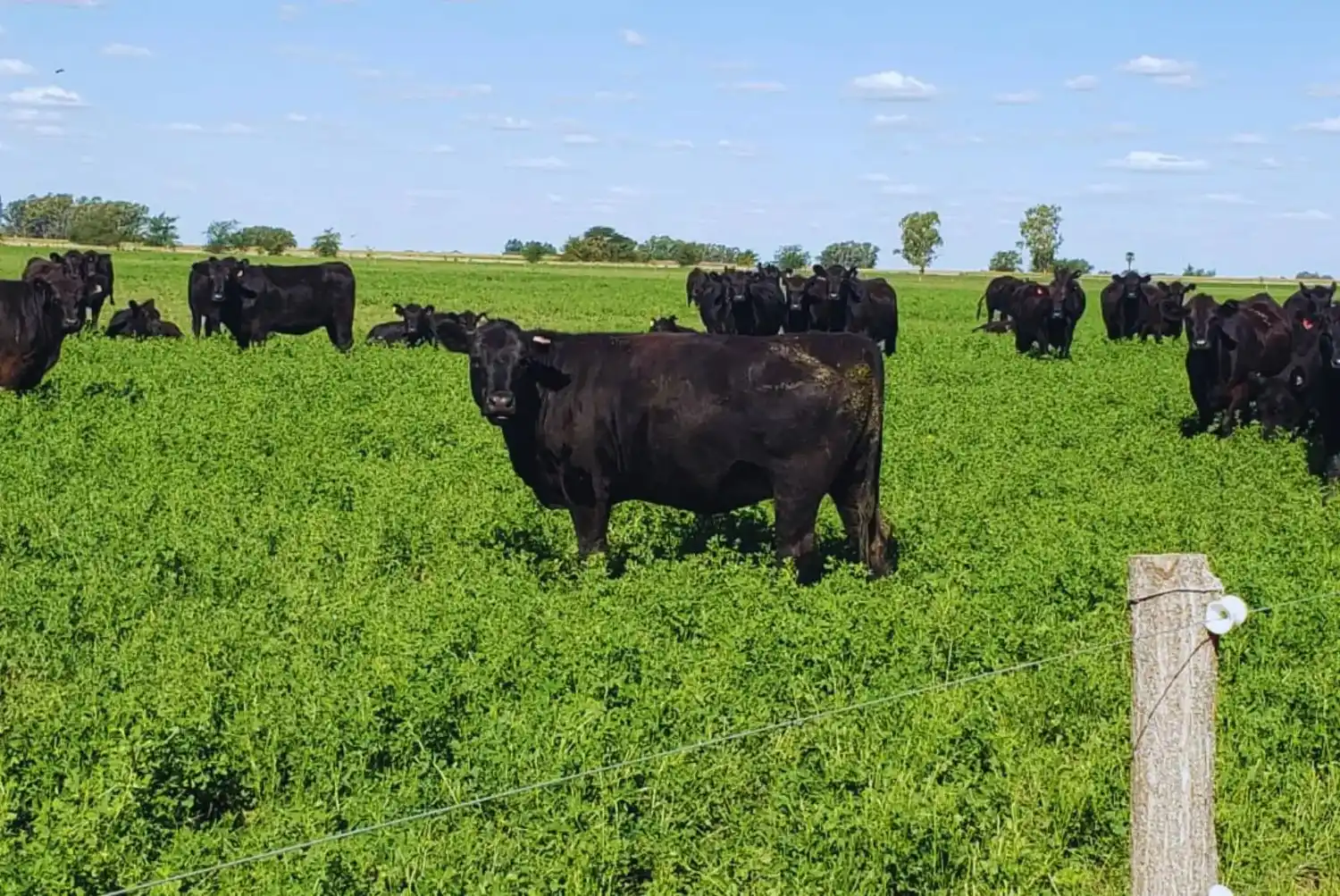 ganaderia olavarria - 3