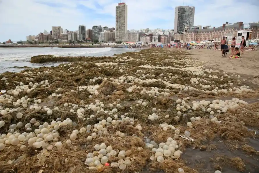 La Bristol en Mar del Plata amaneció tapizada de unos extraños organismos marinos: “¡Pelotas con bichitos!”