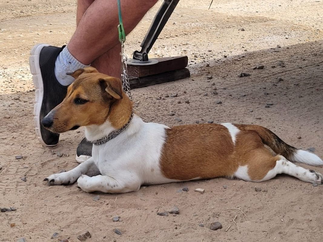 Brindarán castraciones gratuitas de perros y gatos en diferentes barrios de la ciudad