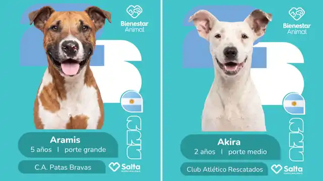 Salta lanzó campaña mundialista de adopción de perros que ya es furor