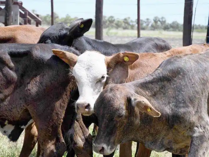 Primer remate de invernada en El Quemado Nuevo