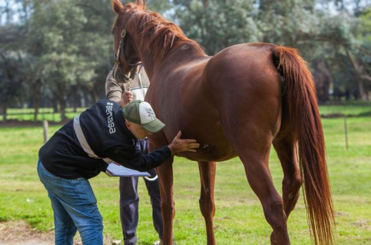 “En San Nicolás, Ramallo y otras 62 localidades, tenemos 30 focos activos de Encefalomielitis equina”, dijo Osacar de SENASA