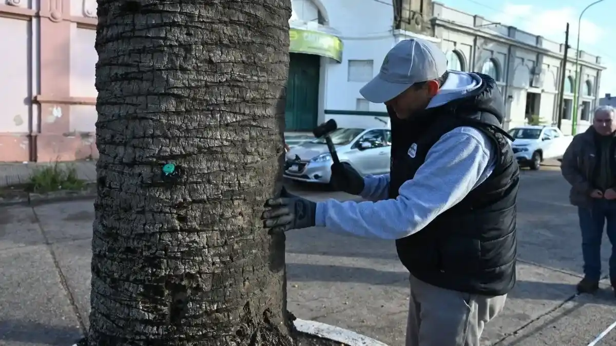 Las palmeras de Rocamora y Primera Junta reciben tratamiento preventivo contra el picudo rojo