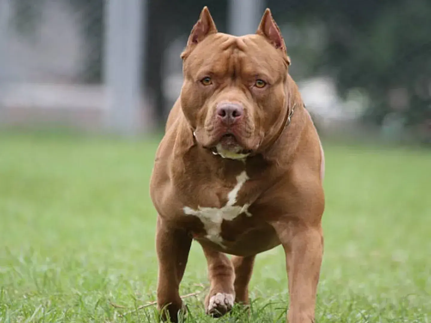 Un pitbull atacó a una nena de dos años en Córdoba