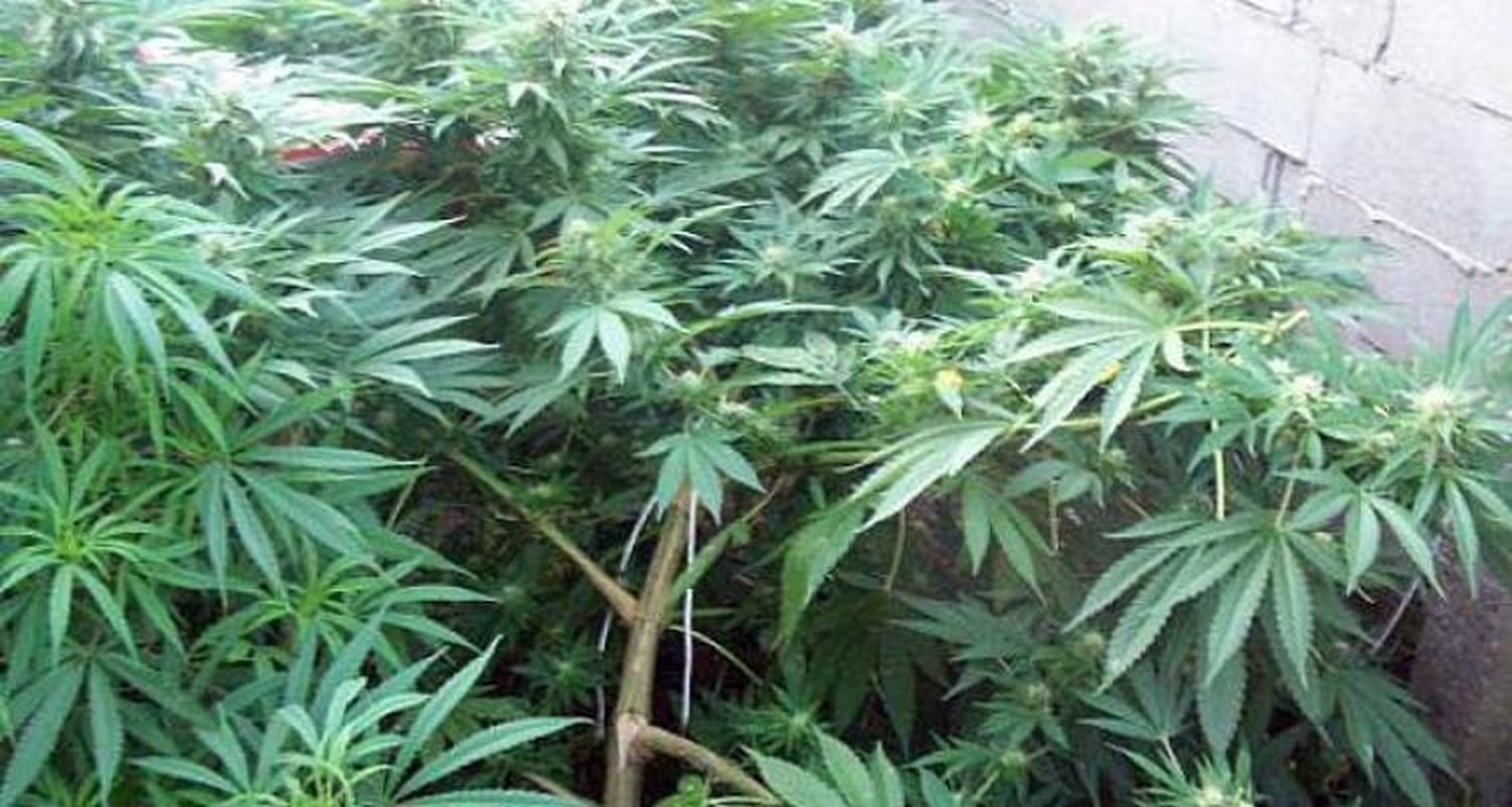 Allanamiento: Secuestro de marihuana y un aprehendido