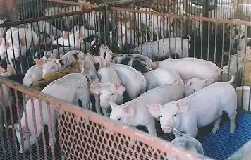 Triquinosis en Pehuajó: Provincia actúa sobre el brote