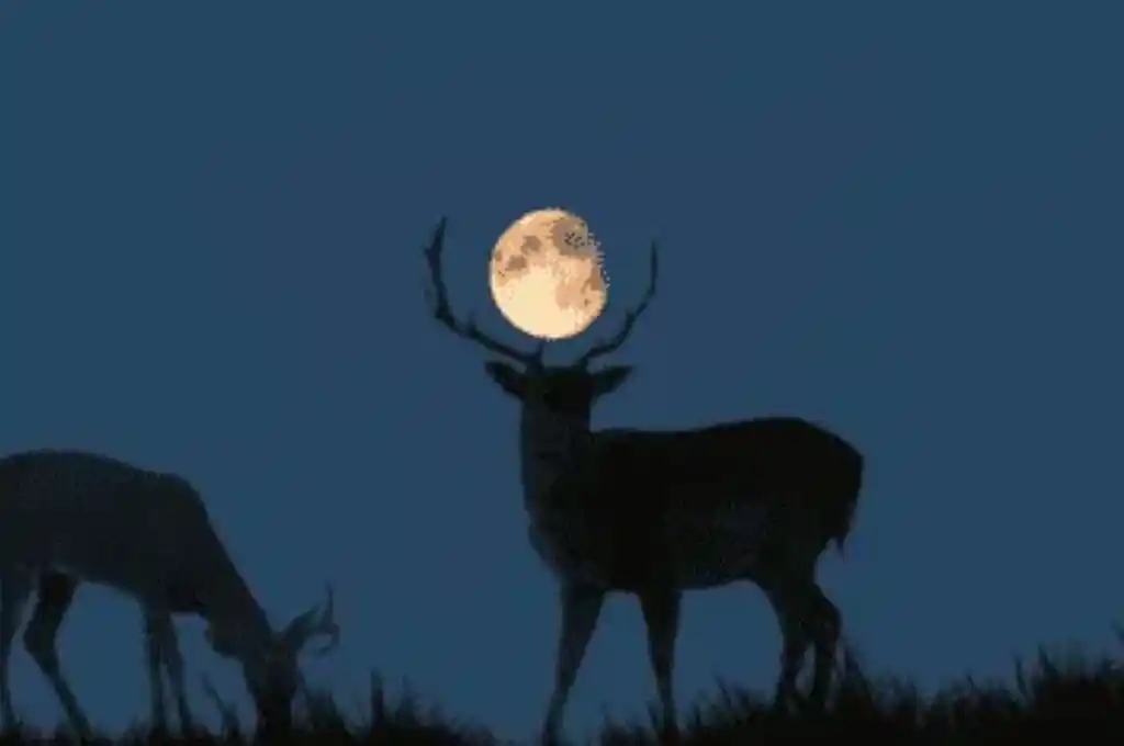 Superluna de ciervo: conocé los signos más beneficiados en el amor por este fenómeno