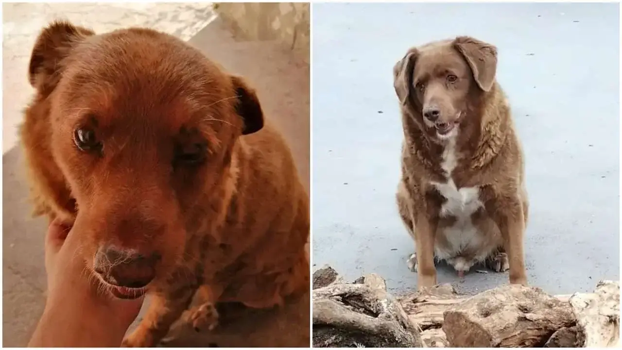 Vivió 31 años y fue el perro más longevo del mundo: la polémica historia detrás de "Bobi"