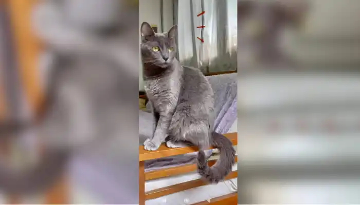 Mascotas: buscan a Nara
