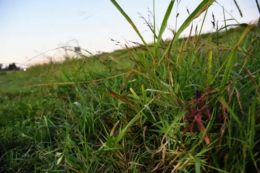 Nuevo crimen en Rosario: acribillaron a un joven de 20 años en zona oeste