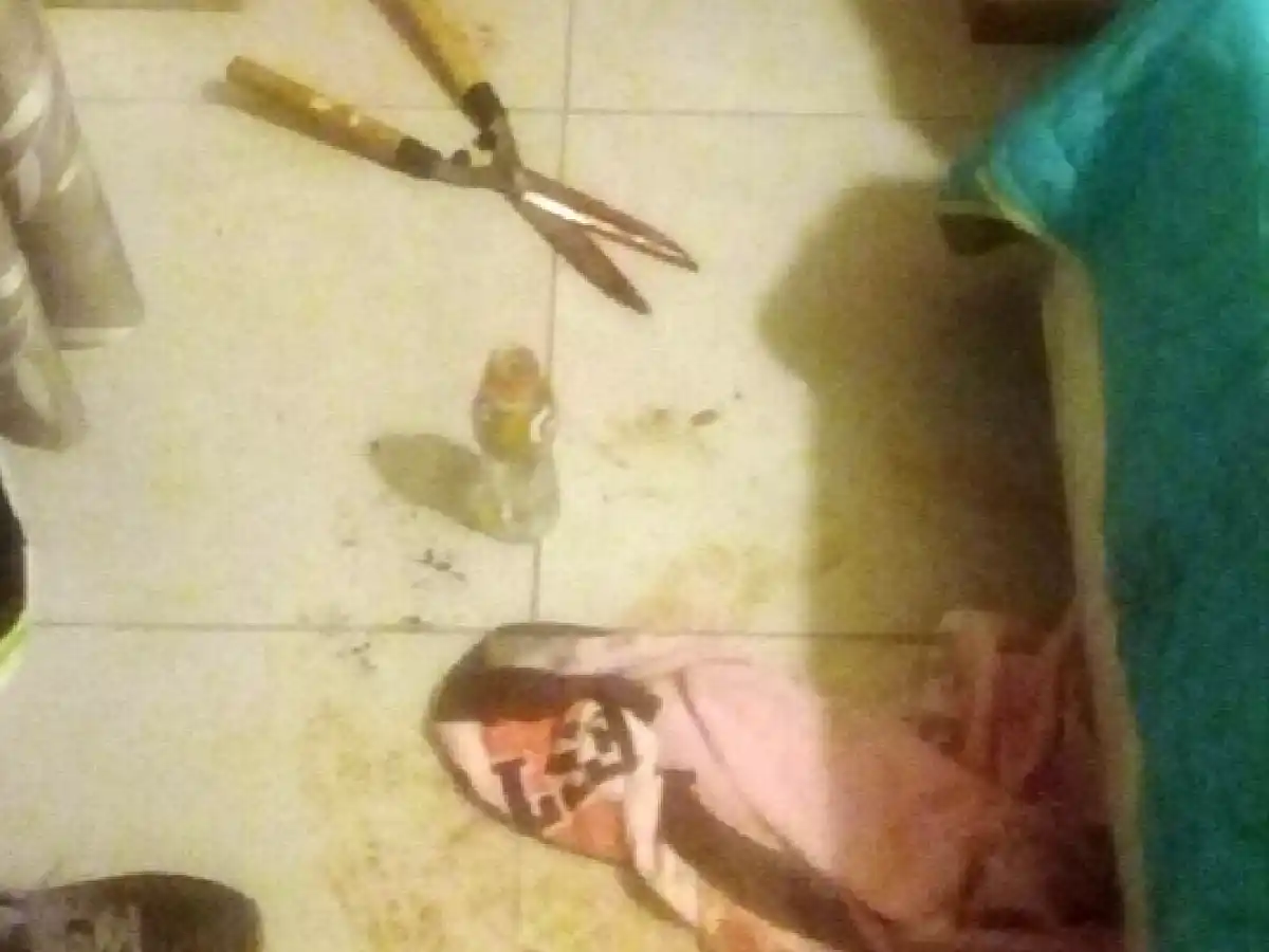 Mutiló a su amante con una tijera de podar cuando dormía