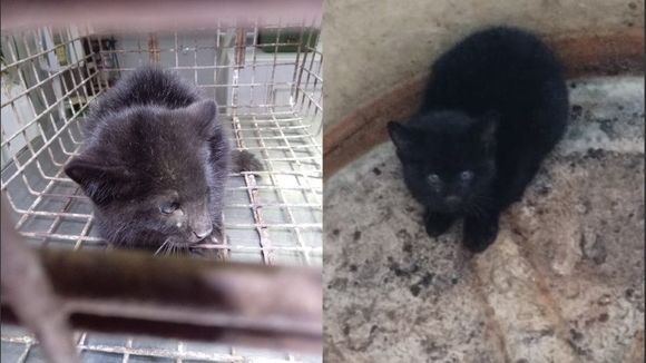 Le salvaron la vida a un cachorro de gato montés que había quedado atrapado en un tanque de agua