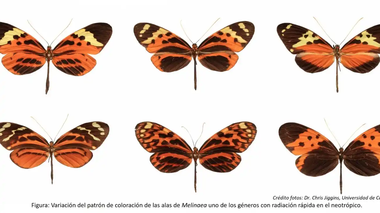 Variación del patrón de coloración de las alas de Melinaea, uno de los géneros con radiación rápida en el neotrópico.