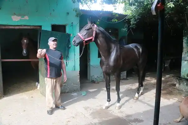 Turf: Preocupa la suba de los insumos y la venta de caballos