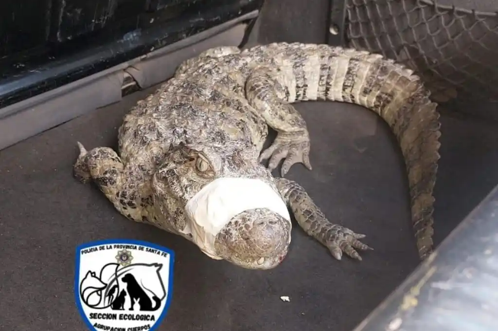 El yacaré de aproximadamente un metro y medio de grande.