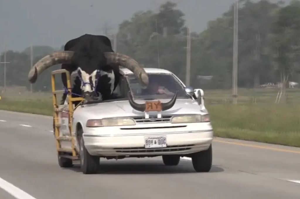 El auto fue modificado para transportar al animal