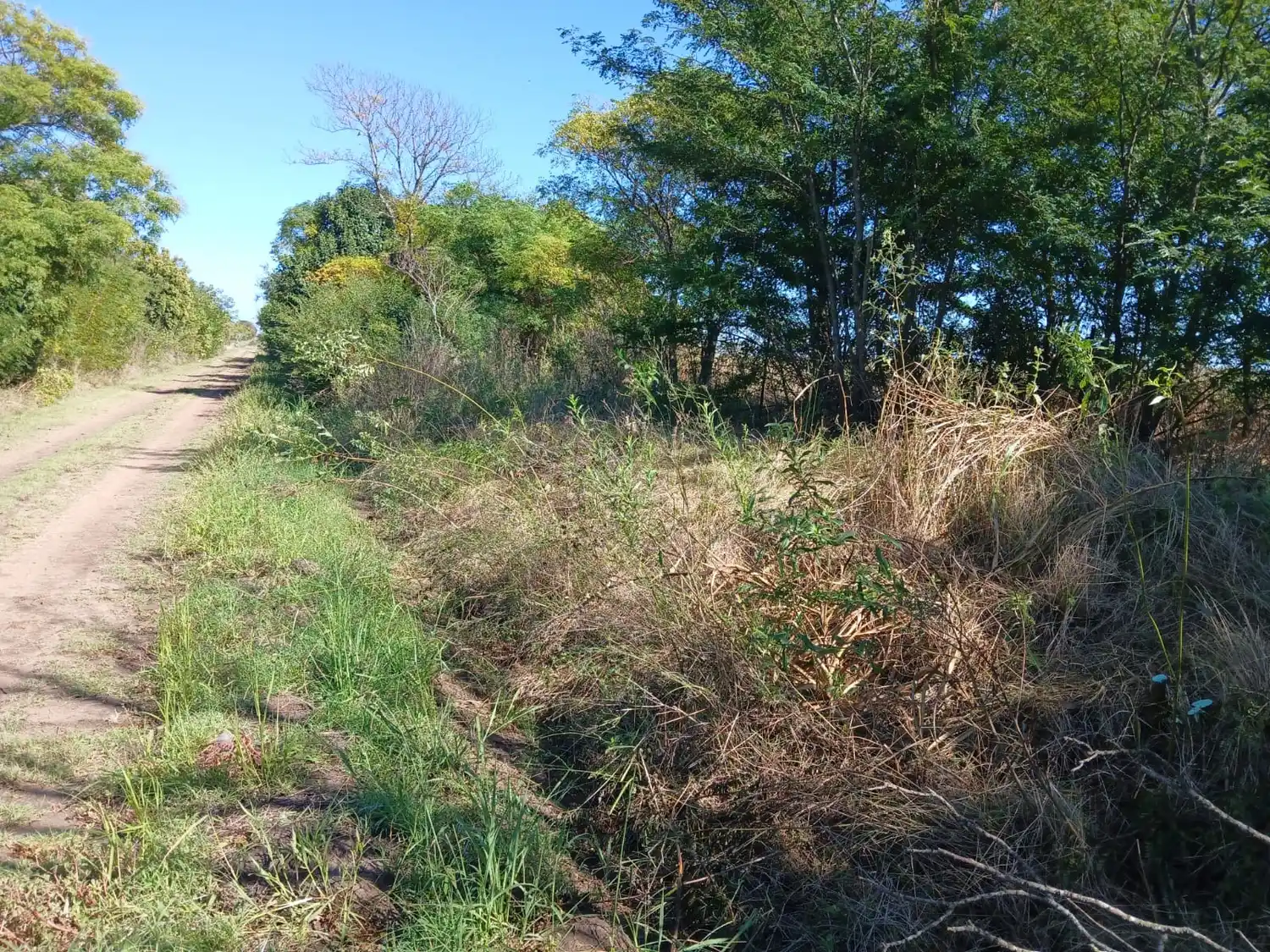 González Calderón continúa con tareas de limpieza y control de especies invasoras