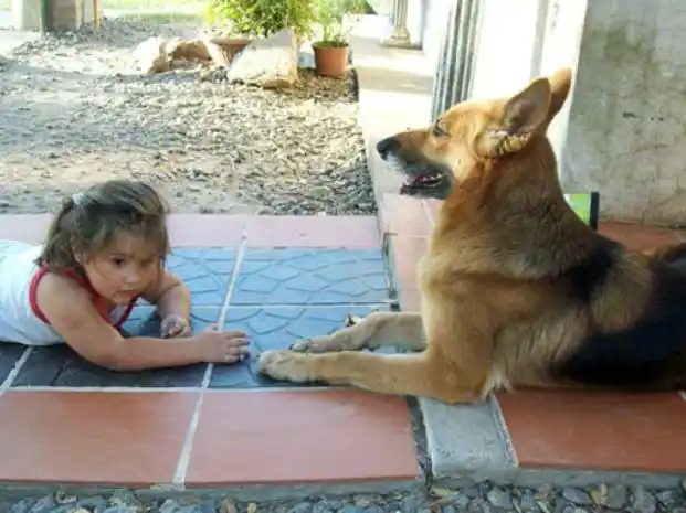 Una perra evitó que se ahogara una nena en Cañada de Gómez