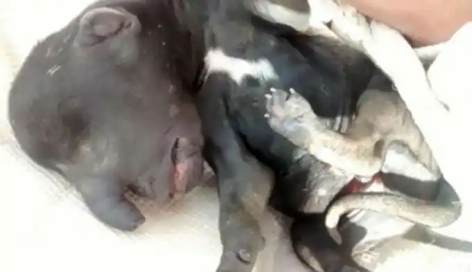 Horror por el nacimiento de un ¡perro-elefante!