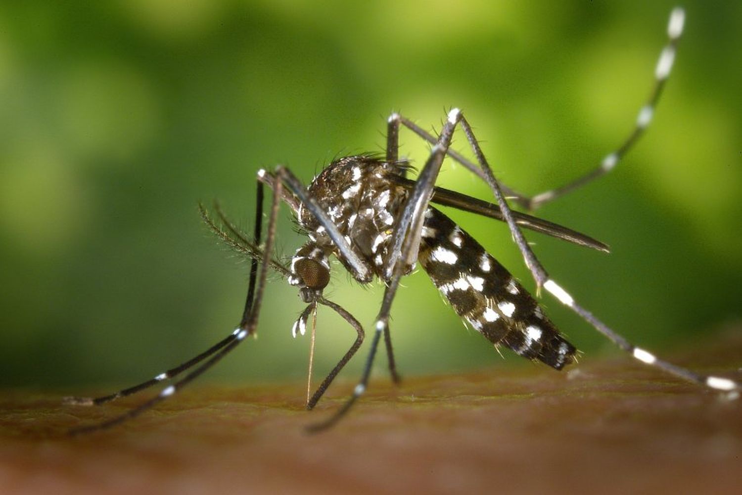 Se adelantó la llegada del dengue: hay cinco casos importados en Santa Fe