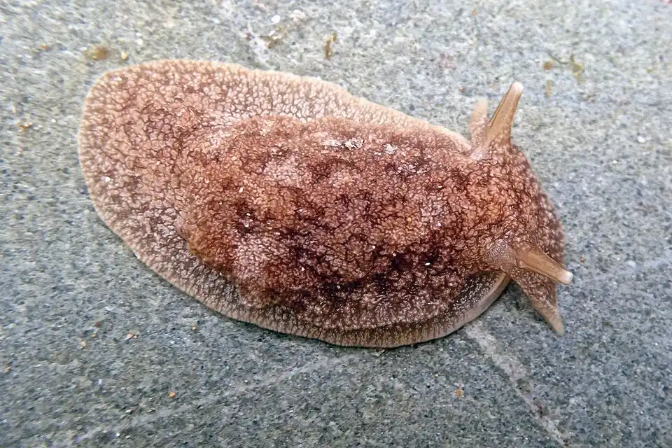 Perros intoxicados en las playas de Villa Gesell y Pinamar: Descartan presencia de “babosa manchada”