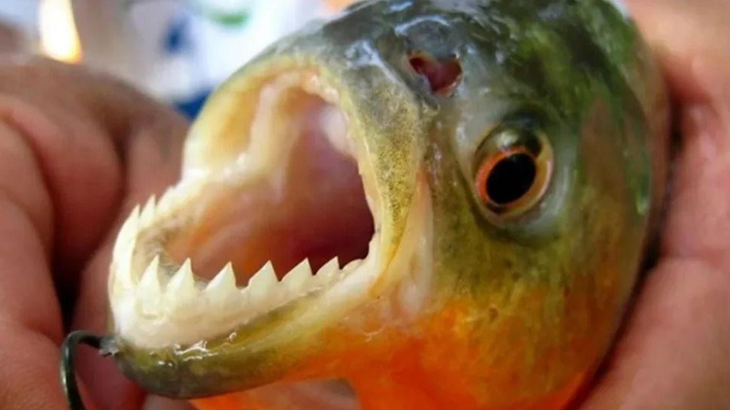 Ataque de palometas en el Paraná: un hombre perdió un dedo del pie y su hijo quedó herido