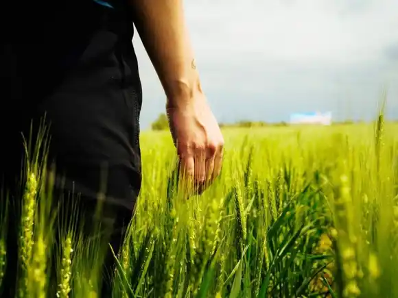 Se desgrana el poder de compra de los agricultores de trigo, maíz y arroz