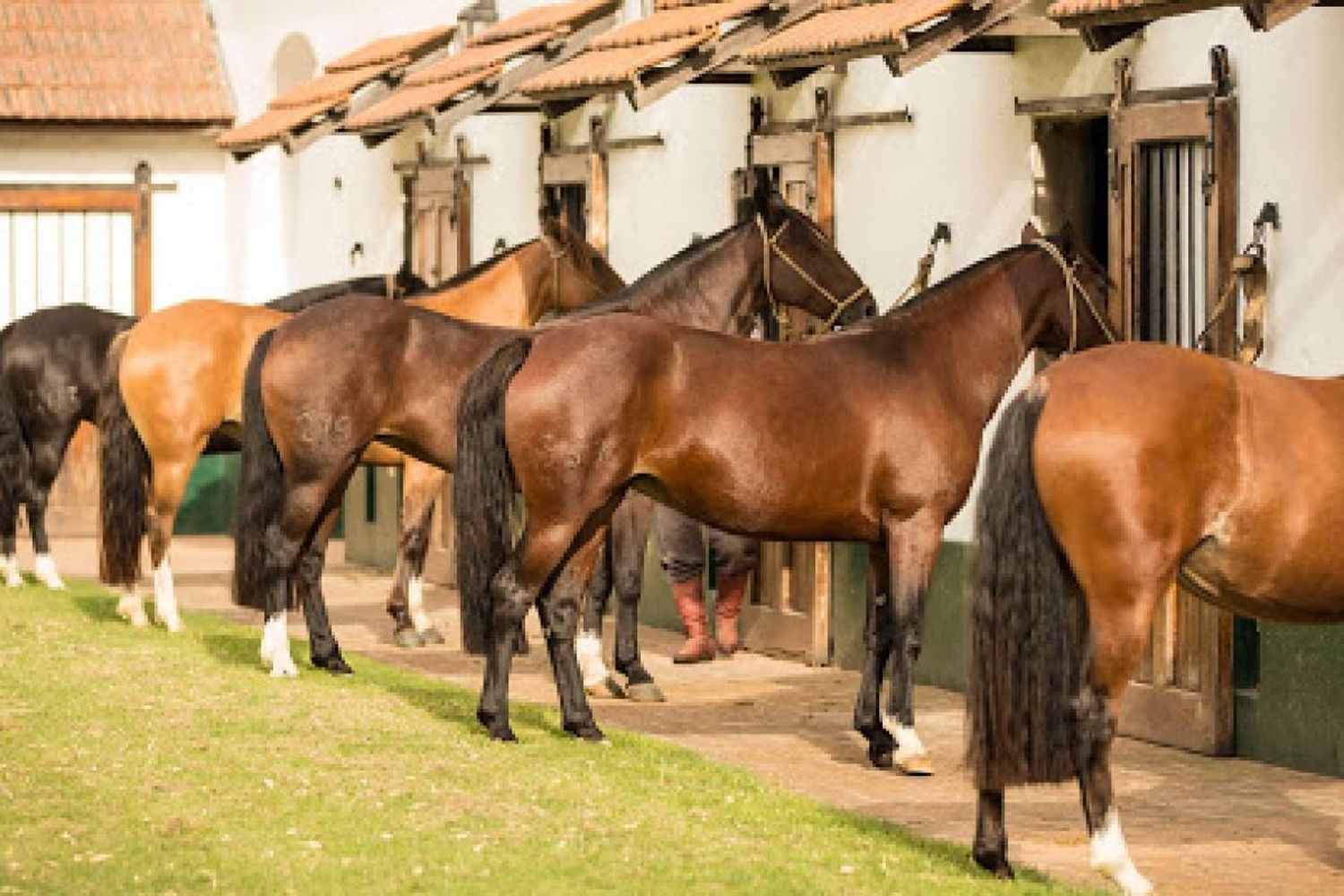 Aprobaron el primer lote de dosis de la vacuna contra la encefalomielitis equina