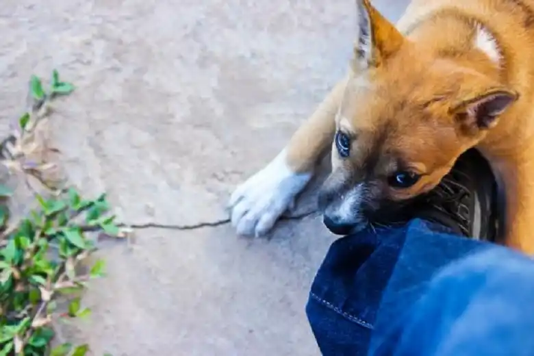 Caminaba por la vía pública cuando fue atacado por perros que andaban sueltos